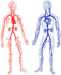 Soubor:Cévní a žilní systém.png
