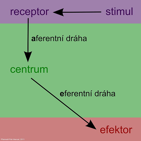 Soubor:Schéma Reflexního Oblouku.jpg