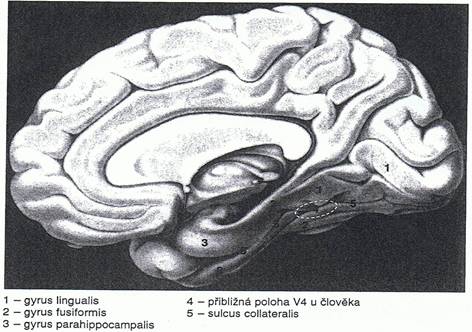 Soubor:Centrum pro rozlišování barev V4.jpg