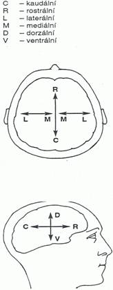 Soubor:Prostorová orientace v mozku.jpg