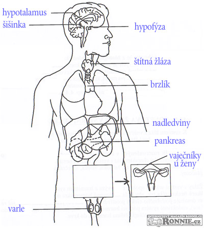 Soubor:Endokrinní systém.jpg