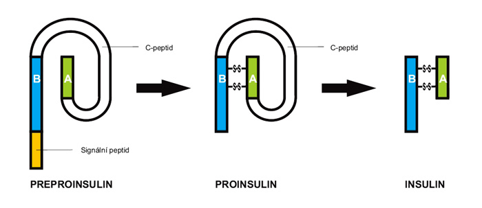 Soubor:Vznik molekuly Inzulínu.jpg