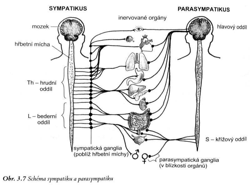 Soubor:Schéma sympatikus a parasympatikus.jpeg