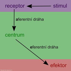Popis reflexního oblouku[1]